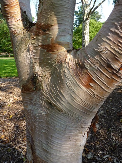 Betula albosinensis ecorce
